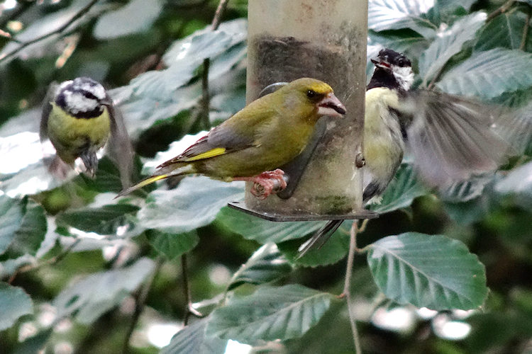 birds on a feeder at Stover Country Park in Devon