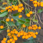 orange autumn berries