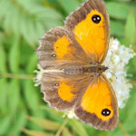 gatekeeper butterfly on a plant with a white flower
