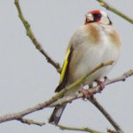 goldfinch sat on a branch