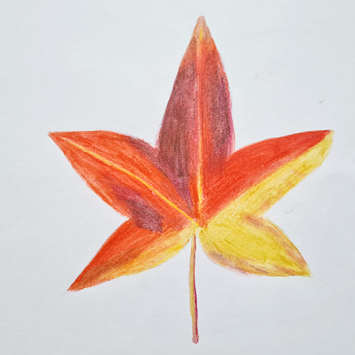 watercolour drawing of an autumn leaf