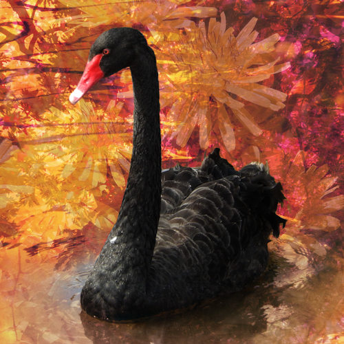 Dawlish Black Swan 'autumn' digital art