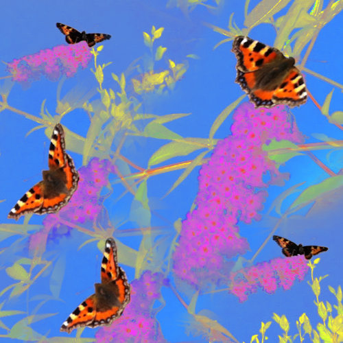 blue butterfly digital art