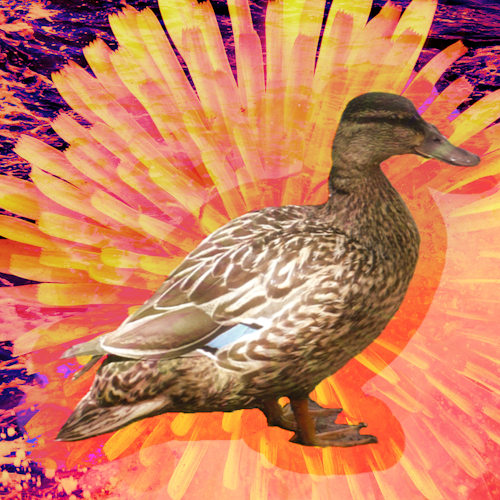 neon duck digital art