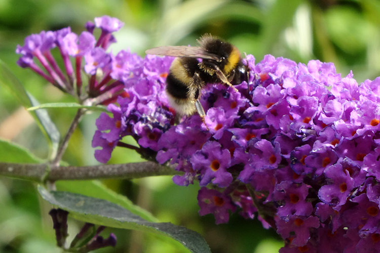 a bee on buddleia