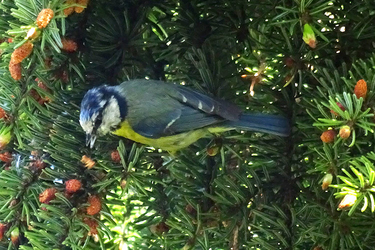 blue tit on the conifer tree