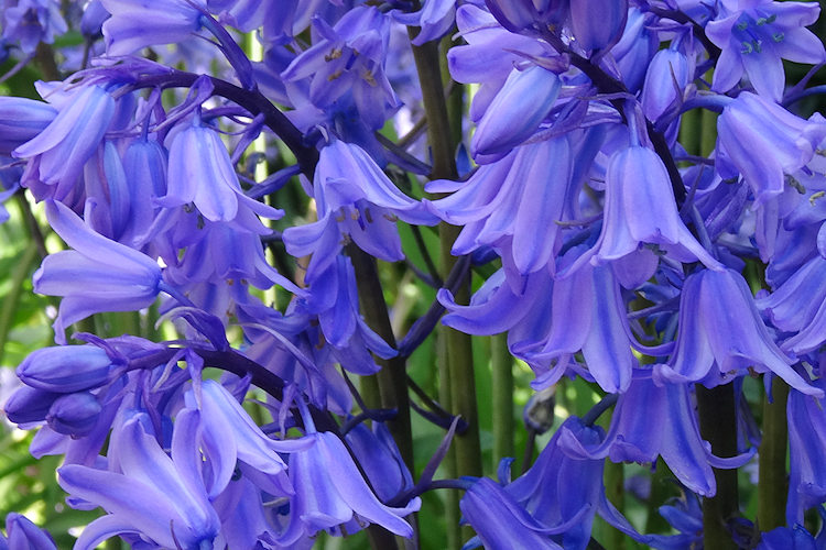 bluebells