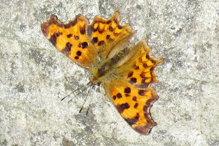 comma butterfly on concrete