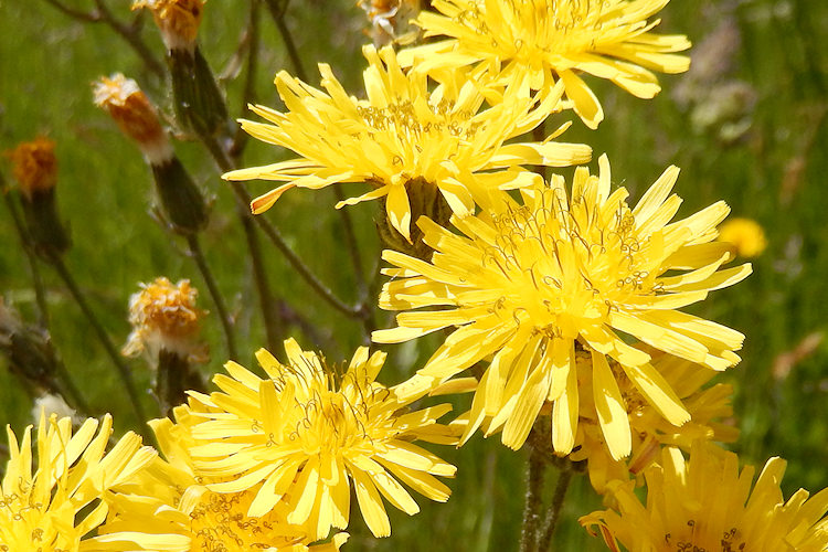 dandelions