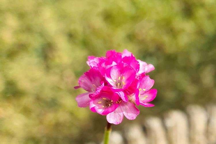 pink flower