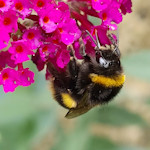 bumblebee on pink buddleia