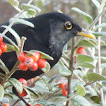 blackbird sat in a bush with red autumn berries