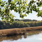 the Teign Estuary with leaves overhanging in the photo