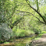 nature reserve in Devon, greenery by water