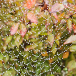 spiders web covered in water droplets on autumn leaves