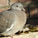 young wood pigeon sat on the edge of an old bird bath