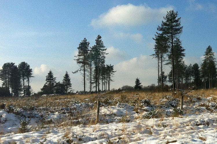 snow landscape with trees