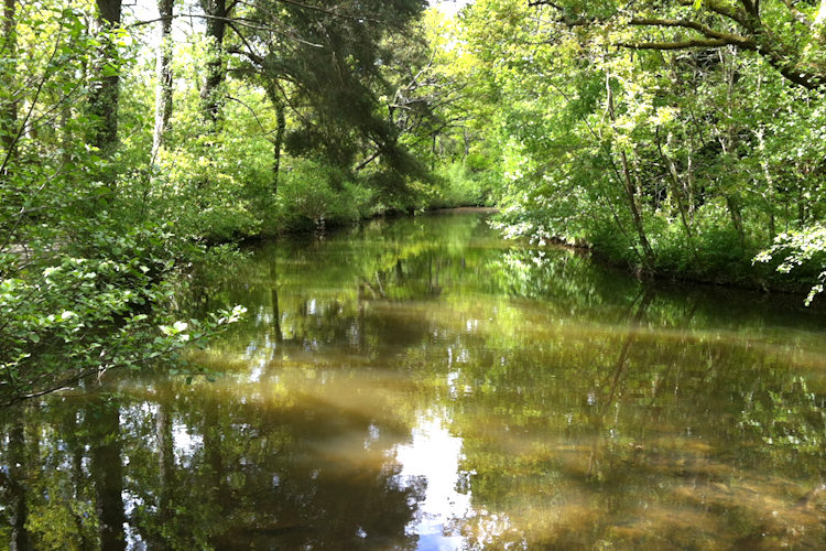 trees reflecting in the water at Stover Country Park in Devon