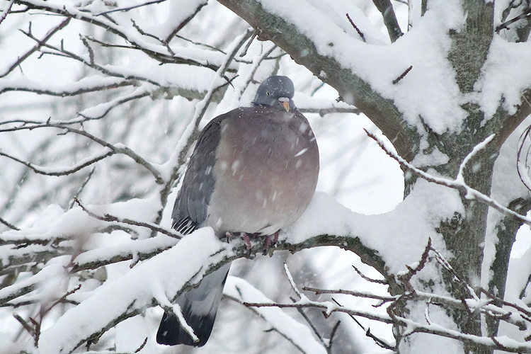 wood pigeon in a tree in the Devon snow
