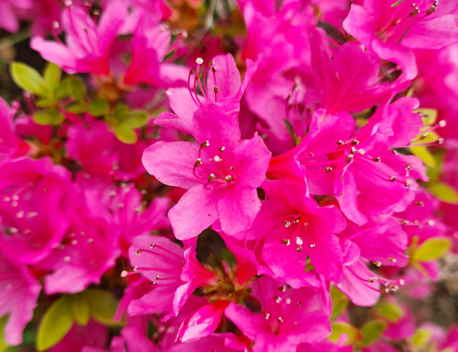 pink Azalea flowers
