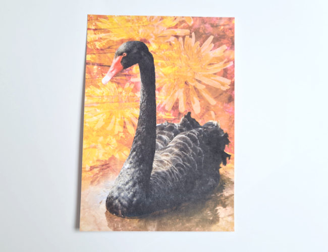 Dawlish black swan digital art print