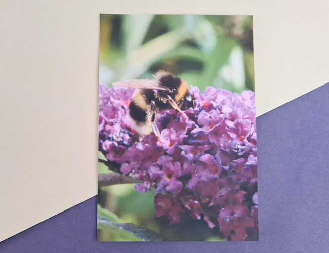 Bumblee on purple buddleia photography print