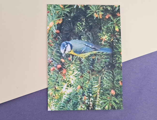 Blue Tit on a conifer tree photography print