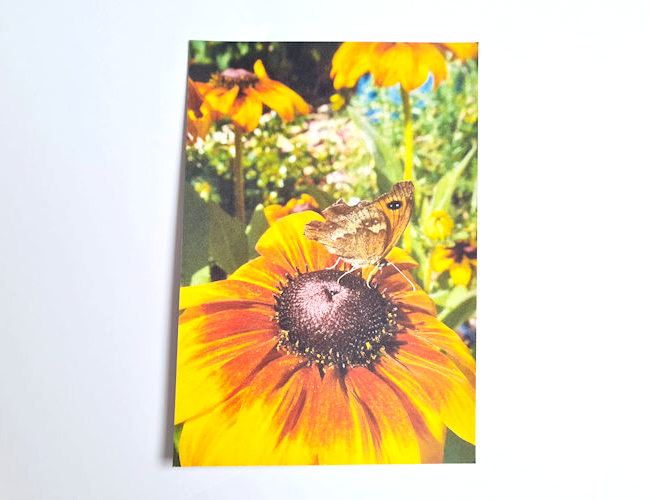 Gatekeeper butterfly on a flower, photography print