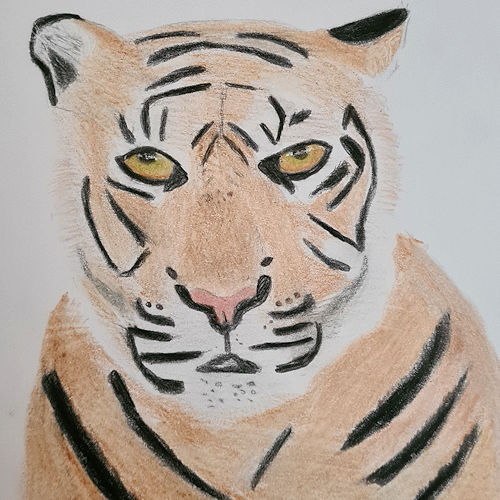 pencil drawing of a tiger